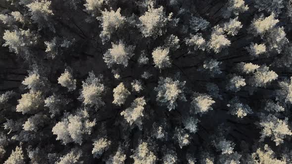 Winter Nature Concept. Aerial View of a Winter Forest