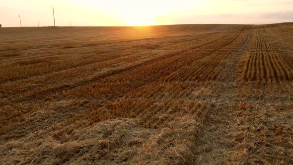 Aerial Drone View Flight Over Stalks of Mown Wheat in Wheat Field After Harvest