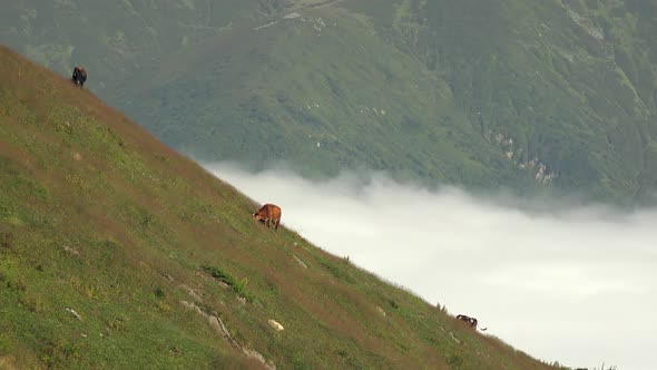 Cows Grazing in High Mountain Meadows Above the Clouds