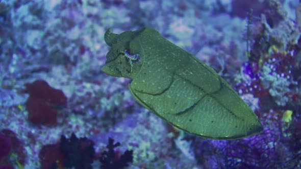 a yellow cuttlefish changing the colors of its skin when the camera come closer.