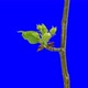 Apple Flowers Blooming From Bud To Inflorescence. Time Lapse With Alpha Channel - VideoHive Item for Sale