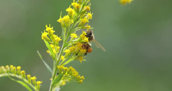 Bee Pollinating and Collects Nectar From the Flower of the Plant