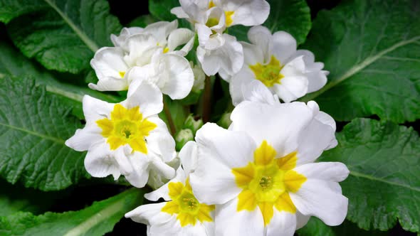 Primula White Flowers Blooming in Time Lapse Top View