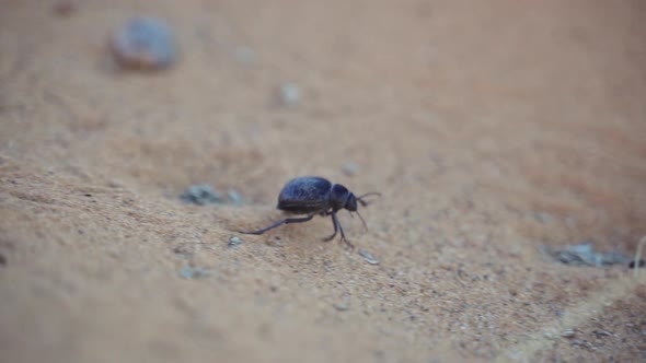 Beetle Crawling Over Sand In Desert