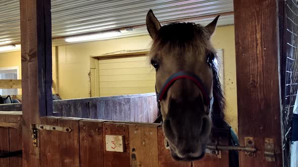 Silly billy curious horse living at a shed groomed in Frotveit Bergen