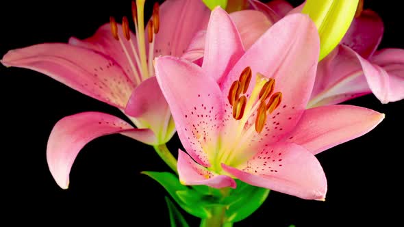Time Lapse of Beautiful Pink Lily Flower Blossoms