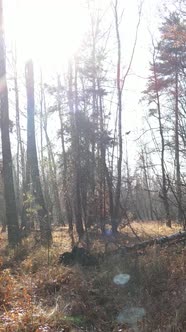 Vertical Video of a Beautiful Forest in the Afternoon Aerial View