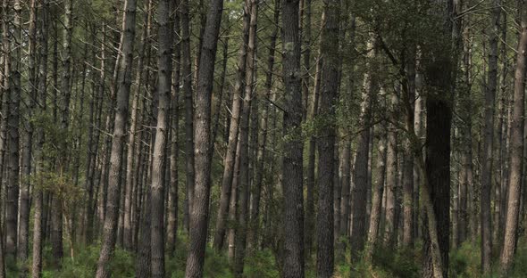 The Landes forest, Nouvelle Aquitaine, France. The Landes forest  is the largest man-made woodland i