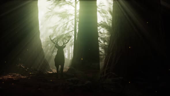 Beautiful Deer in the Forest with Amazing Lights at Morning