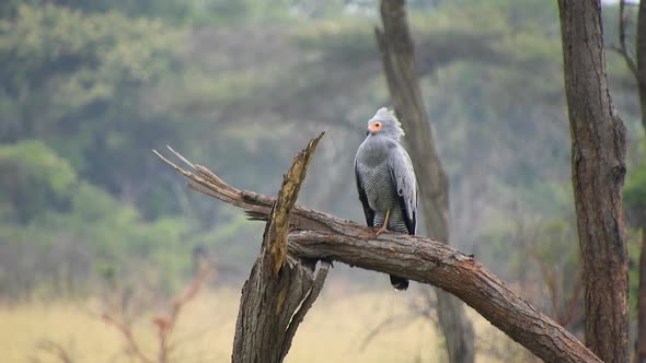 African Harrier-Hawk Prey Bird Sitting on the Tree Watching Around in Africa