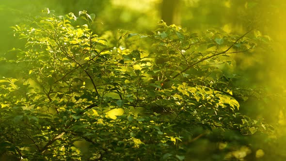 Sunlit Green Foliage of the Bushes in the Park