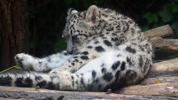 Baby snow leopard (Panthera uncia). Young snow leopard licks its fur.