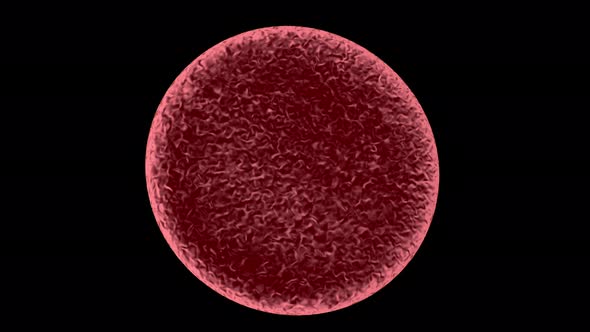 Erythrocyte Cell