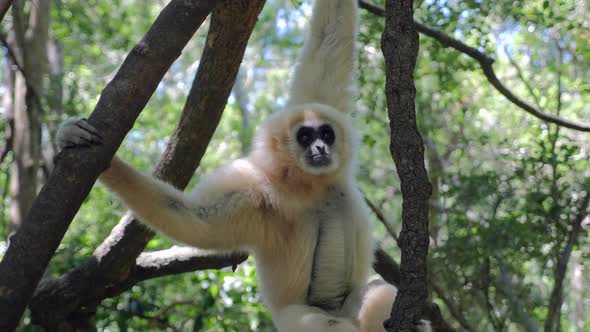 Gibbon in forest_Gibbon playing in trees_ White Gibbon Primate