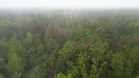 Forest in Fog in Rainy Autumn Weather. Ukraine. Aerial View, Slow Motion