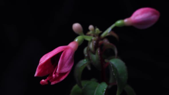 Timelapse of Fuchsia Angel Earrings Blooming on Black Background Close Up