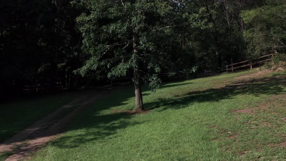 Drone shot pulling back from a solo tree in the middle of a green grass yard by a dirt car path