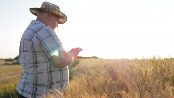 Senior Farmer Agronomist with Digital Tablet Computer in Wheat Field Using Apps and Internet