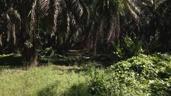 The grassy ground underneath large palm trees at the west coast of Costa Rica. Slow backwards tracki