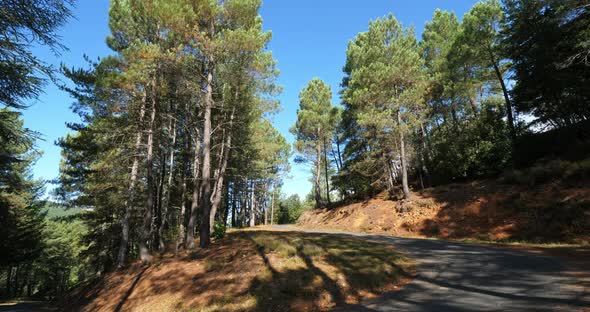 Pine trees  forest, the Cevennes National park, Lozere department, France