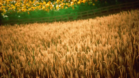 Golden Wheat Field and Sunny Day