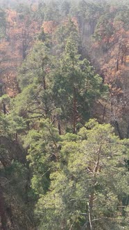 Vertical Video of an Autumn Forest During the Day