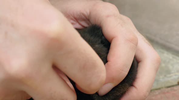 A Closeup of a Man's Hand Removes a Large Tick From the Dog's Skin