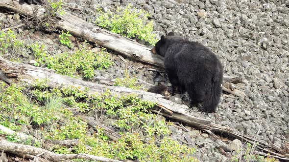 Sow black bear leading her cubs over rocky terrain