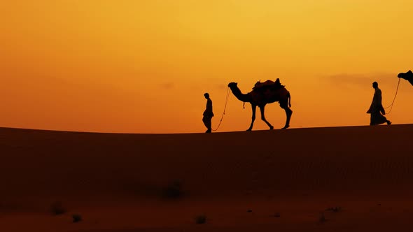 Cameleers Camel Drivers at Sunset