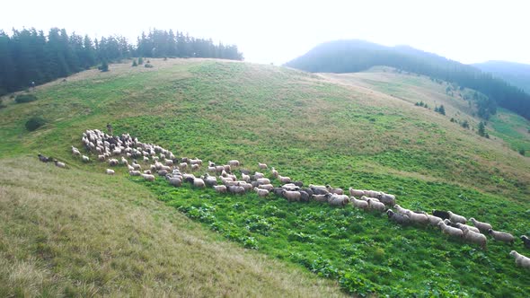 Shepherd Herding Sheeps on Mountain