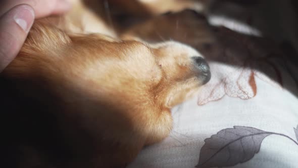 Adorable Funny Longhair Chihuaha Dog Sleeps on Plaid