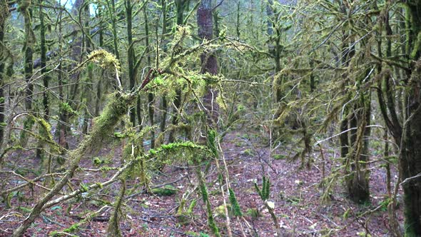 Leafless Tree Branches in a Enigmatic Forest Completely Covered With Moss