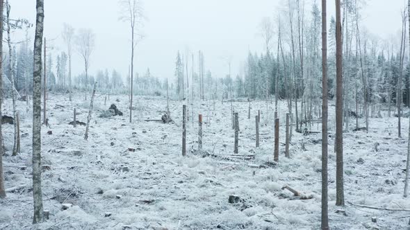 GIMBAL TRACKING FAST, A frozen clear cut deforested section of a snowy forest in winter