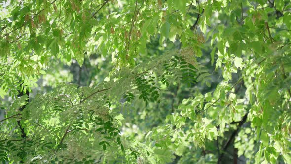 Poplar Fluff in the Air