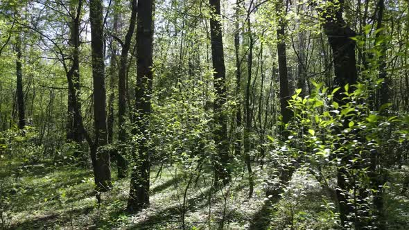 Green Forest During the Day Aerial View