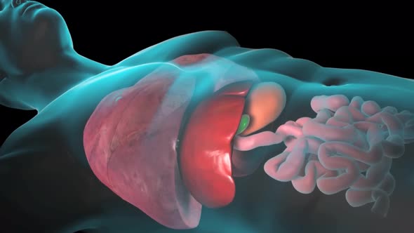 3D Animation of Human Internal Organs. Liver, pancreas, gallbladder.