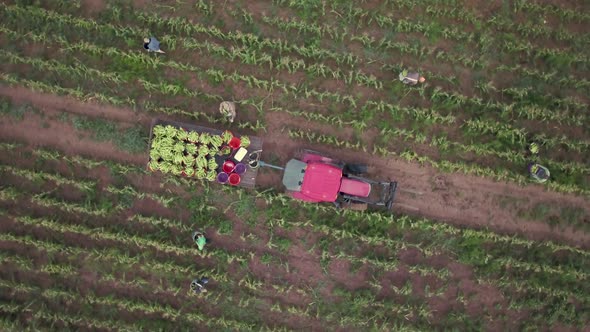 Aerial view of corn harvesting in fields with workers and tractor pulling corn wagon.