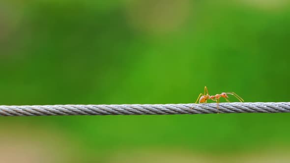 red ant colony walking across the wire
