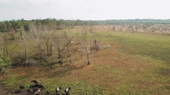 Aerial view of wild buffalos in a field