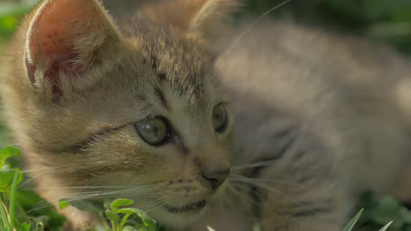 Fluffy little  kitten close-up shoot of play in the grass outdoor 4K 2160p 30fps UltraHD video - Fel