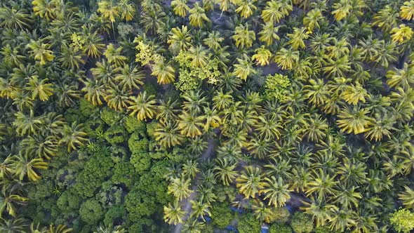 Green Coconut Trees Neatly Aligned.