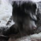 Dog playing with small kitten - VideoHive Item for Sale