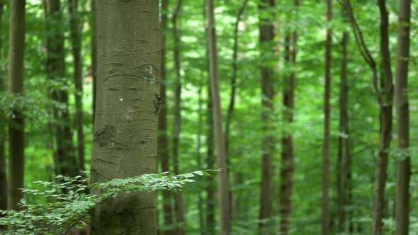 Lush Green Forest Landscape Background - Pan Right Shot