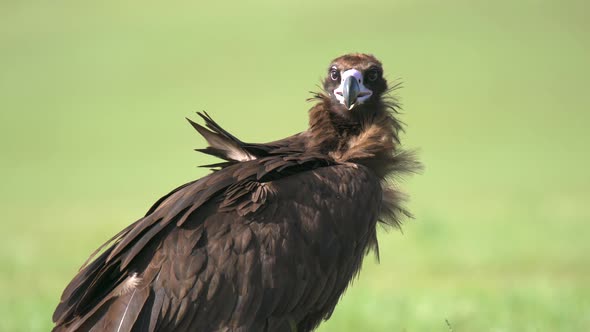 A Free Wild Vulture Bird in Natural Habitat