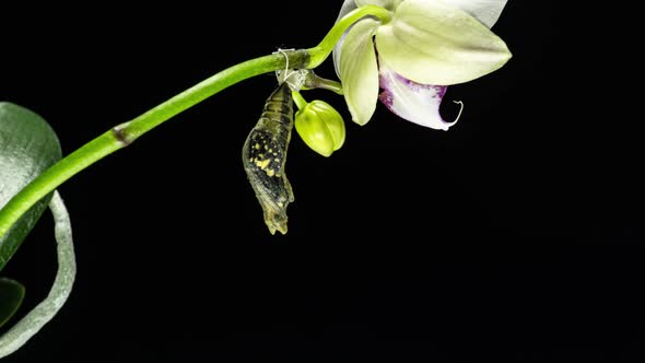 Development and Transformation Stages of Lime Butterfly Papilio Demoleus Malayanus Hatching Out of