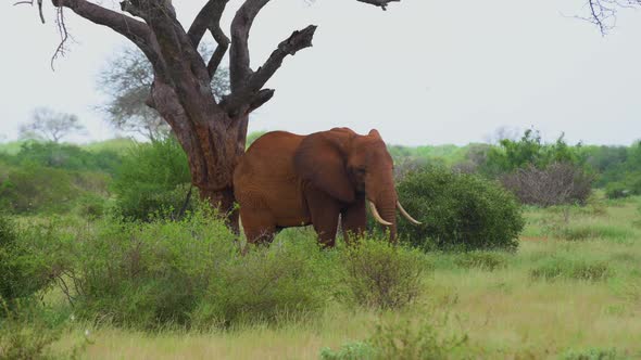 Big Elephant Under Tree 