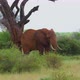 Big Elephant Under Tree  - VideoHive Item for Sale