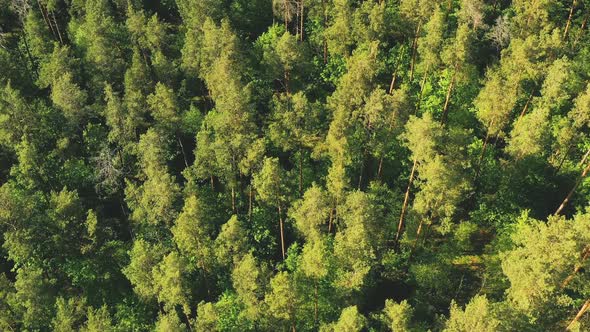 Beautiful Tall Pine Trees in a Summer Forest, View From Above