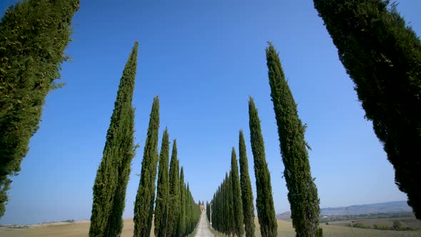 Cypress Trees Row Along Tuscany Road  Driver POV