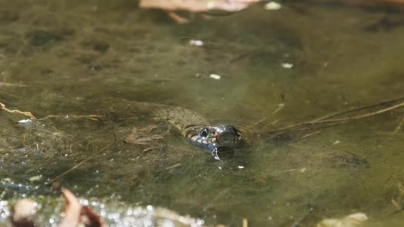 Water Snake Lurks in the River of Swamp Thickets and Algae